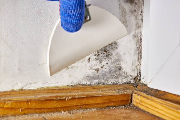 Best Attic Mold Removal  in Anna, OH