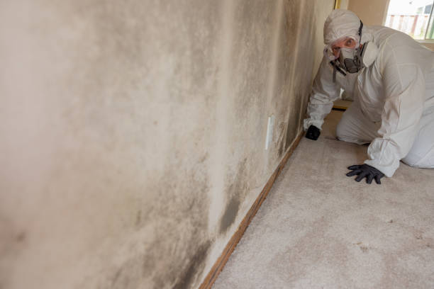 Best Commercial Mold Inspection  in Anna, OH